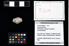 Foto (Objekt + Etikett) von Goniodromites sp.  (NHMW-GEO-2014-0194-0269)